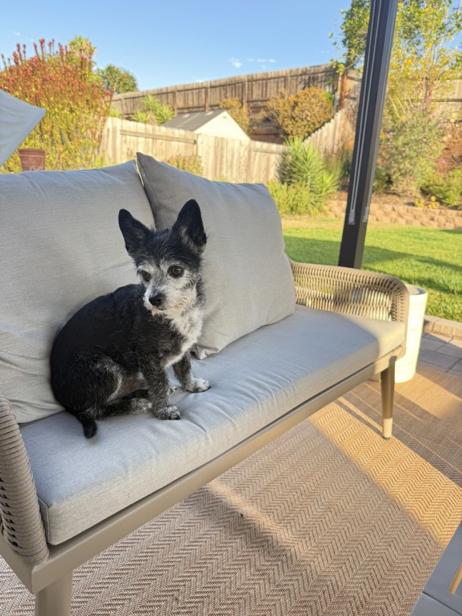 Charlie, a small black dog, sitting on a patio couch